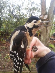 0a9c1-20141115_104734