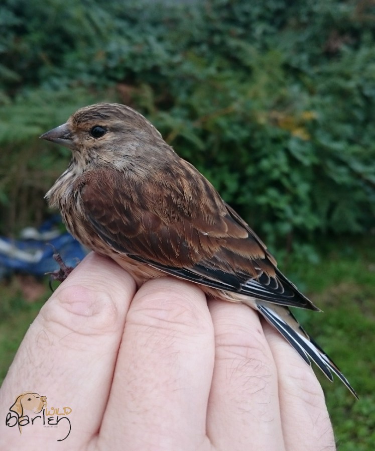 linnet