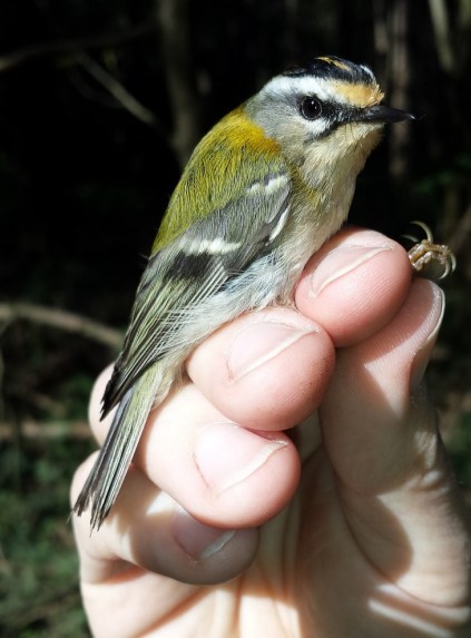 firecrest