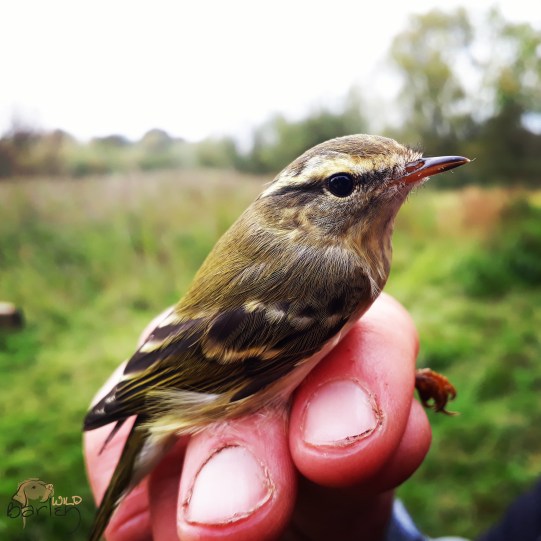 IMG_20170930_150614_592