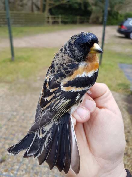 29995495_10156138167899373_1886523772_o (1)