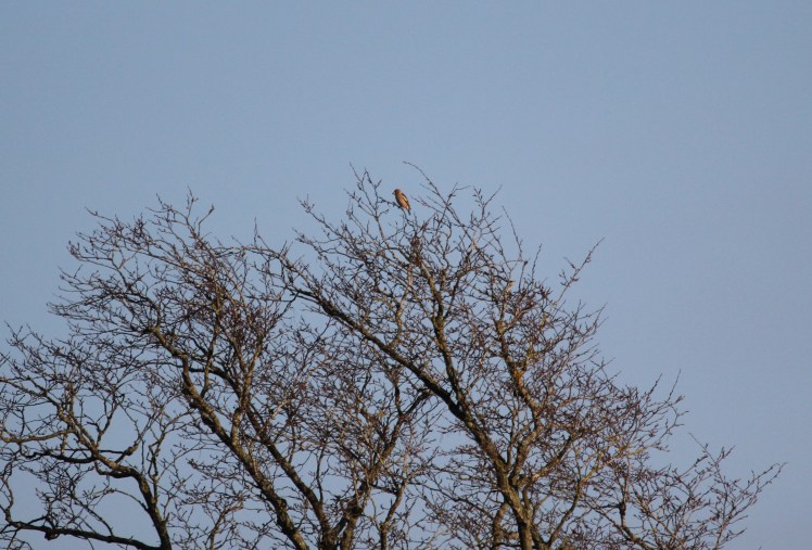 hawfinch_cropped