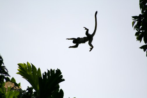monkey jump