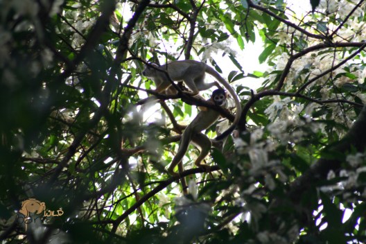 squirrel monkey 2
