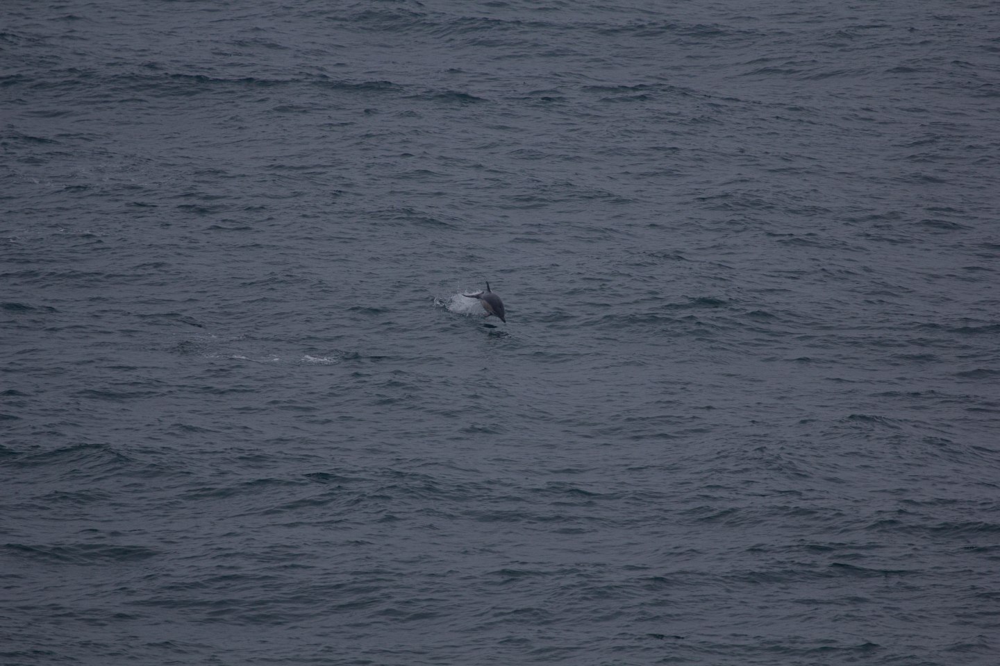 a-week-of-whales-in-wales-wild-barley